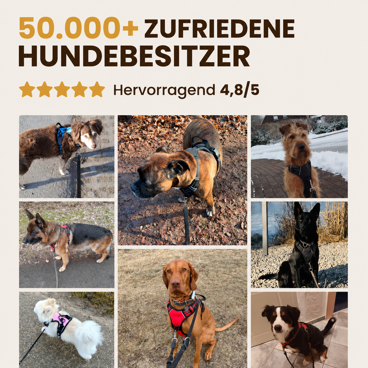 Pfotenquelle Anti-Zieh-Geschirr